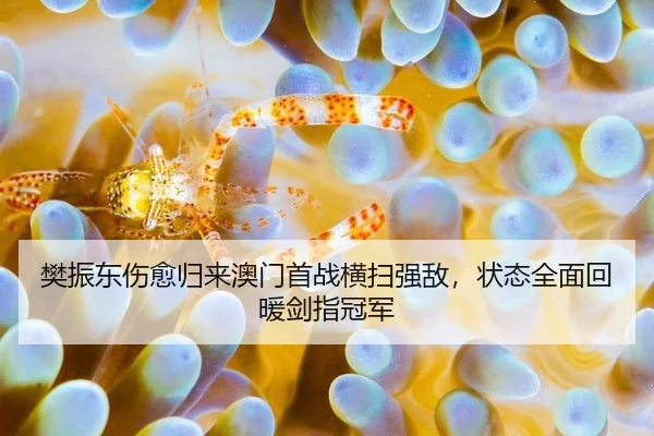 fan-zhen-dong-shang-yu-gui-lai-ao-men-shou-zhan-heng-sao-qiang-di-zhuang-tai-quan-mian-hui-nuan-jian-zhi-guan-jun-3-874.jpg